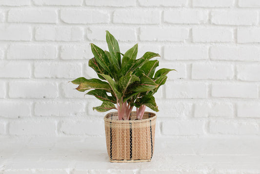 6" Chinese Evergreen + Basket