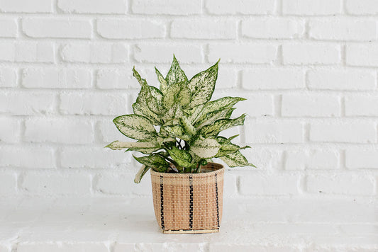 6" Live Indoor Plant First Diamond with Basket planter