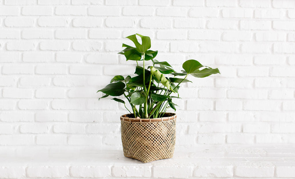 8" Monstera Split + Bamboo Basket