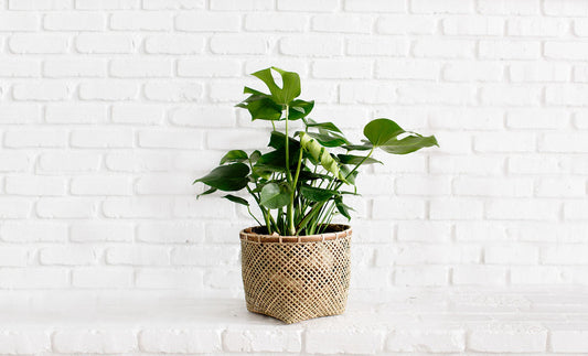 8" Monstera Split + Bamboo Basket