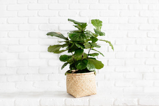 8" Fiddle Leaf Fig Tree + Pot Planter Basket