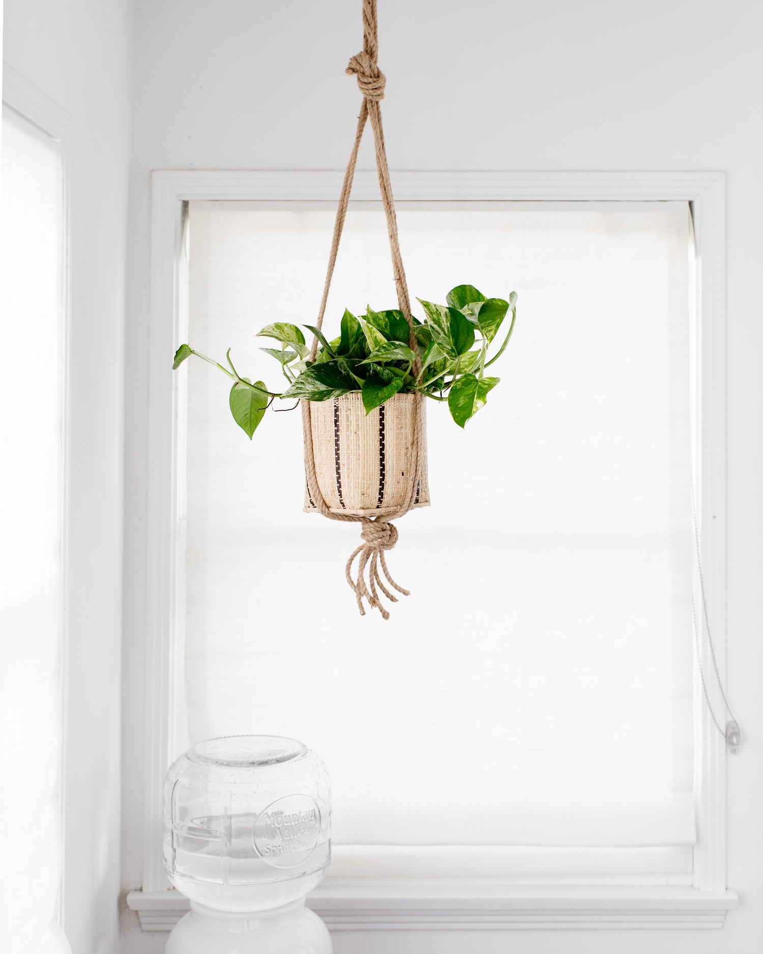 hanging planter 6 NEEPA HUT 6" Golden Pothos + Hanging basket