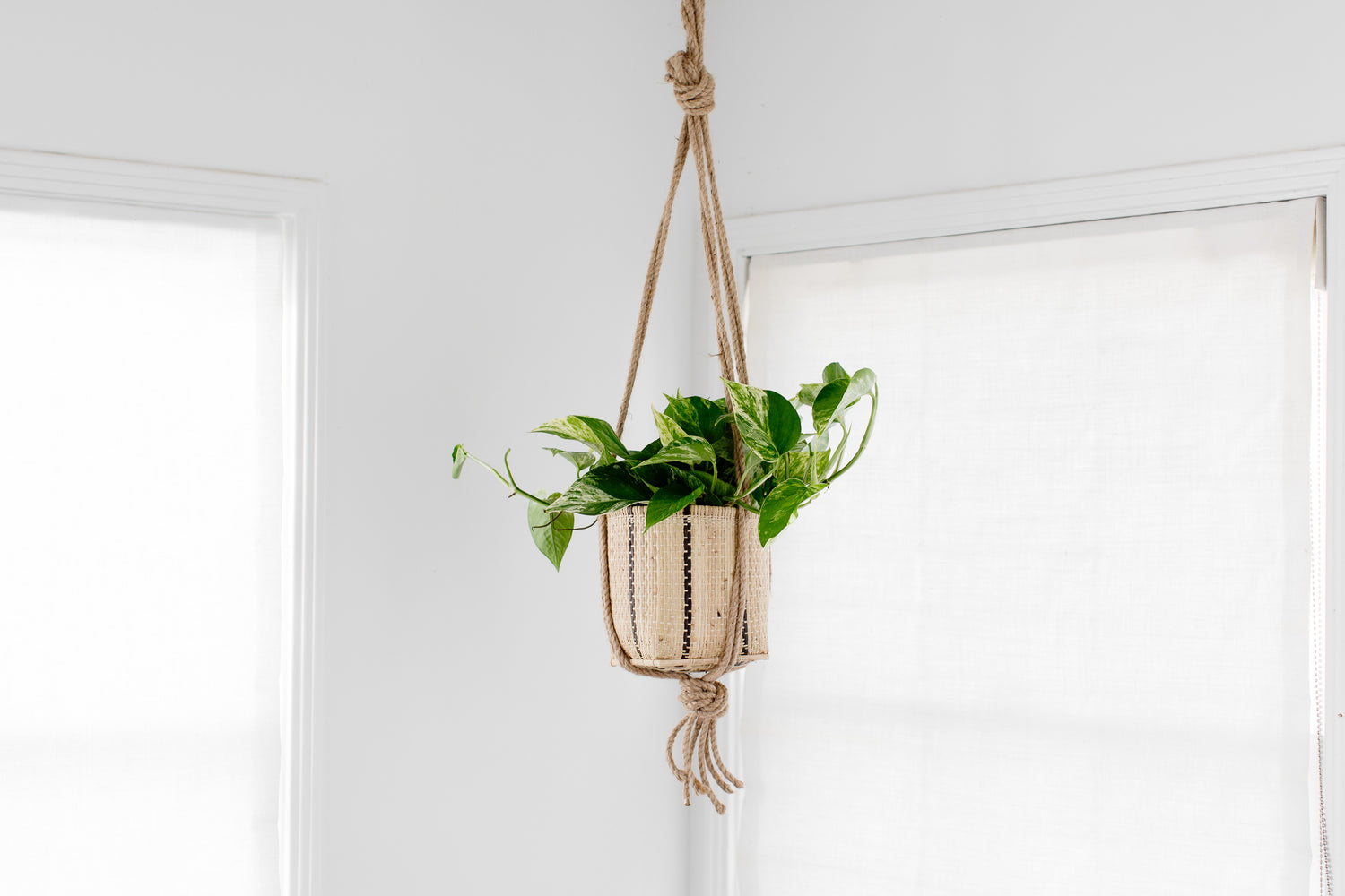 pothos basket NEEPA HUT 6" Golden Pothos + Hanging basket