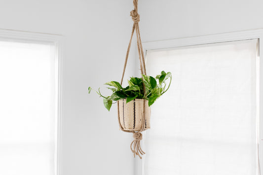 6" Golden Pothos + Hanging basket