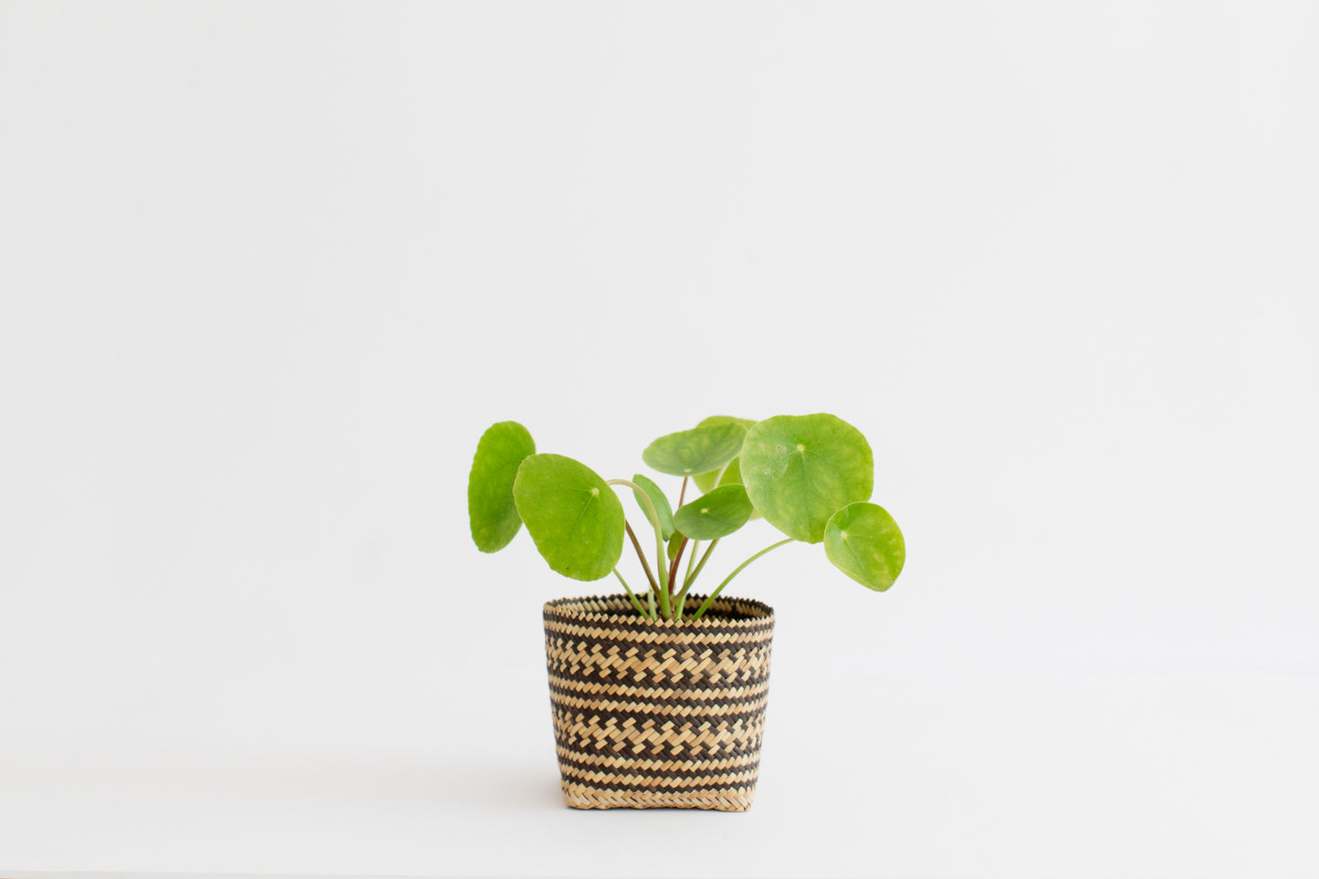 4" Live Indoor plant Chinese Money + Basket Planter