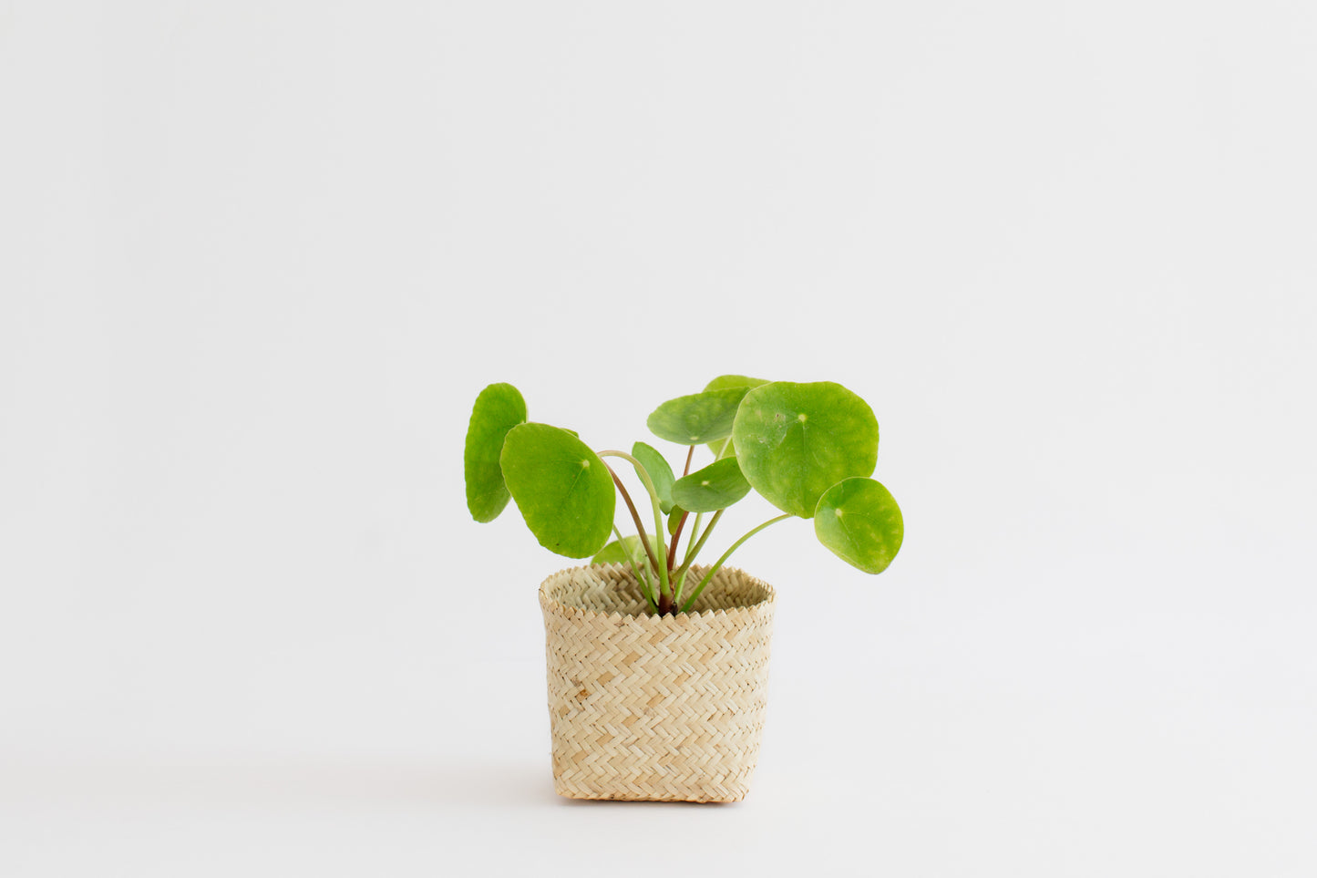 4" Live Indoor plant Chinese Money + Basket Planter