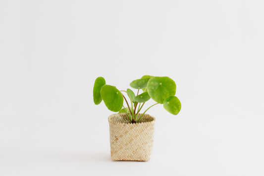 4" Live Indoor plant Chinese Money + Basket Planter