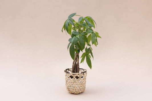 4" Braided Money Tree Plant +  Bachao Planter Basket
