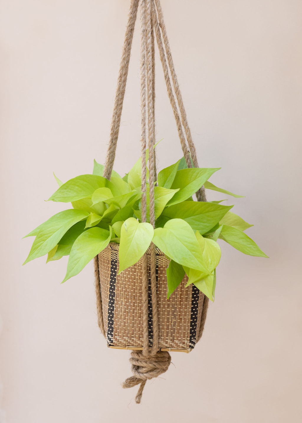 neon pothos hanging basket Neon Pothos 6 inches indoor plant in Hanging Planter Basket – NEEPA HUT