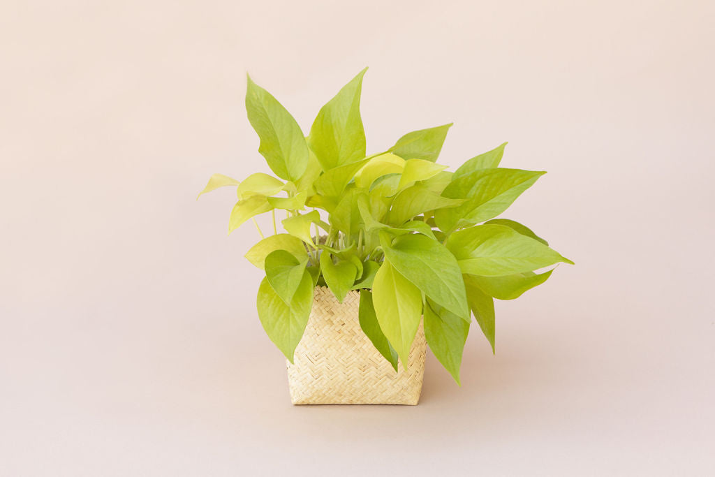 neon pothos hanging basket Neon Pothos 6 inches indoor plant in Hanging Planter Basket – NEEPA HUT