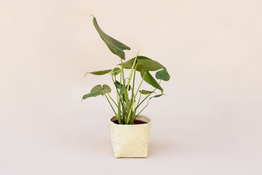 6" Monstera Split Leaf + Planter Basket