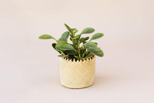 6" Marble Peperomia + Coil planter basket